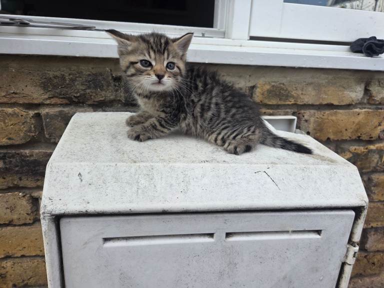 Kittens for sale 