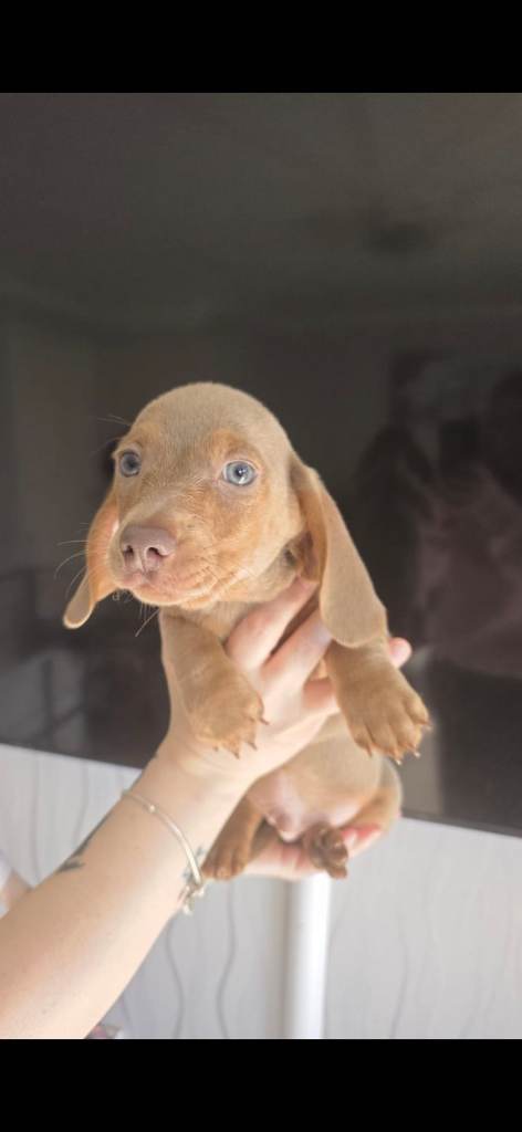 Stunning mini dachshund price drop!