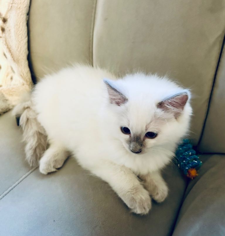 Ragdoll Kittens Ready Now