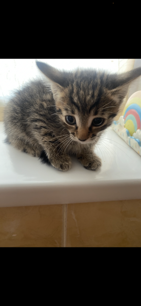 Kittens 
