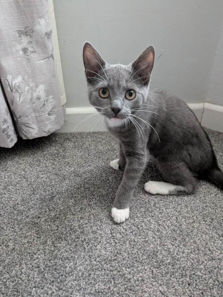 Grey and white Kitten female