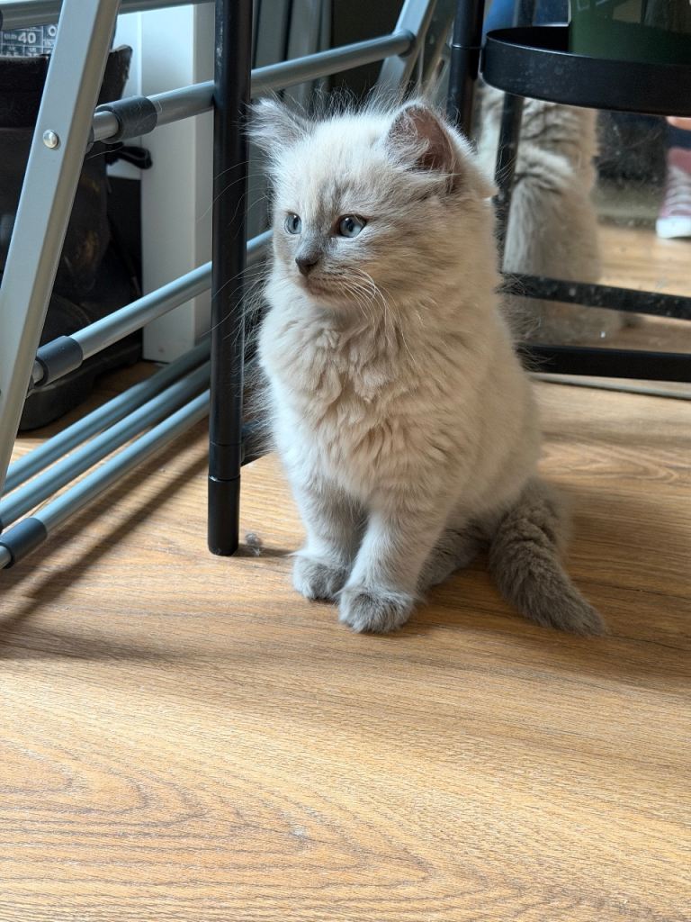 LAST FEMALE KITTEN  ready to go now ! 