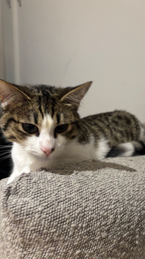 8 Month Old Boy Kitten 
