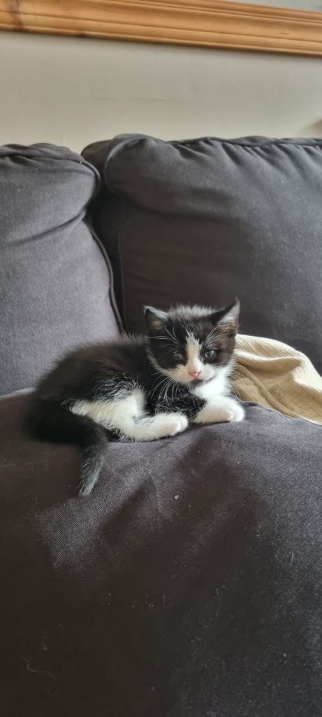 2 Beautiful fluffy kittens for sale!