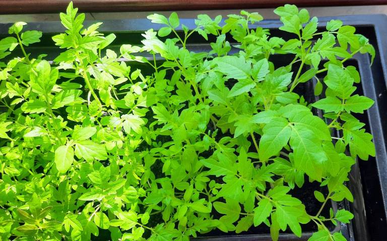 Organically grown tomato seedlings