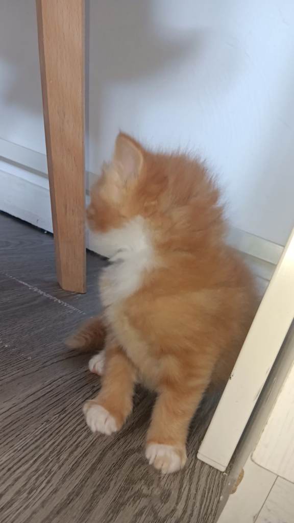 3 persian kittens