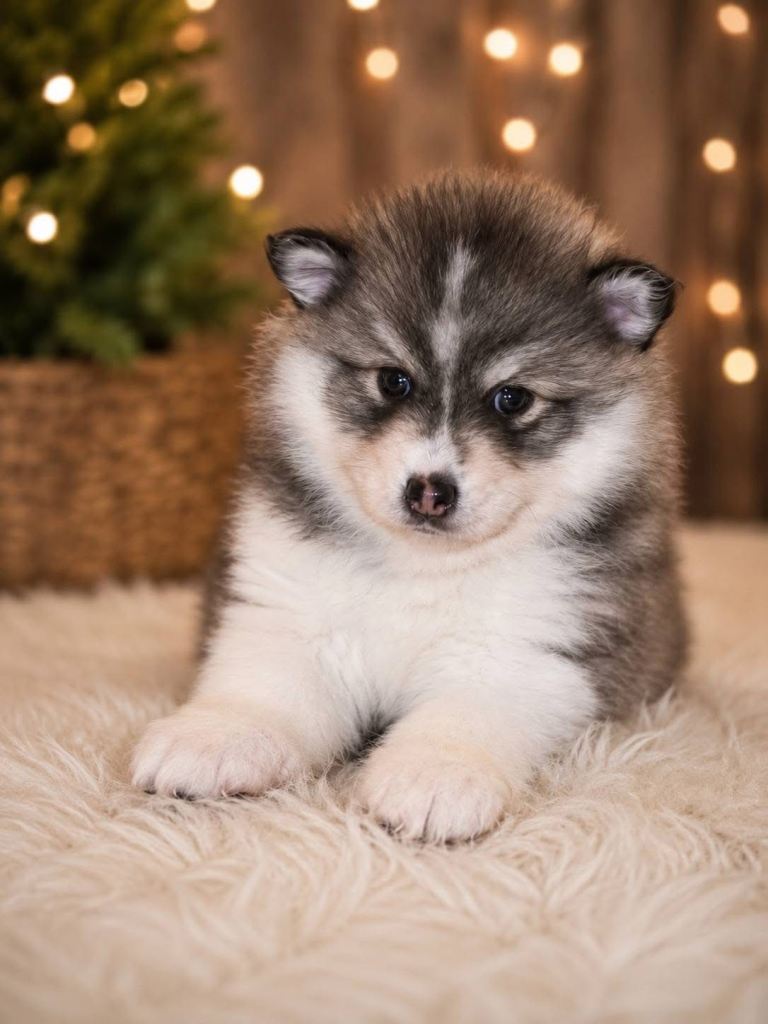 Pomsky Puppies