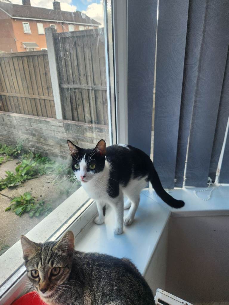 Mother and daughter cat and kitten for a new home