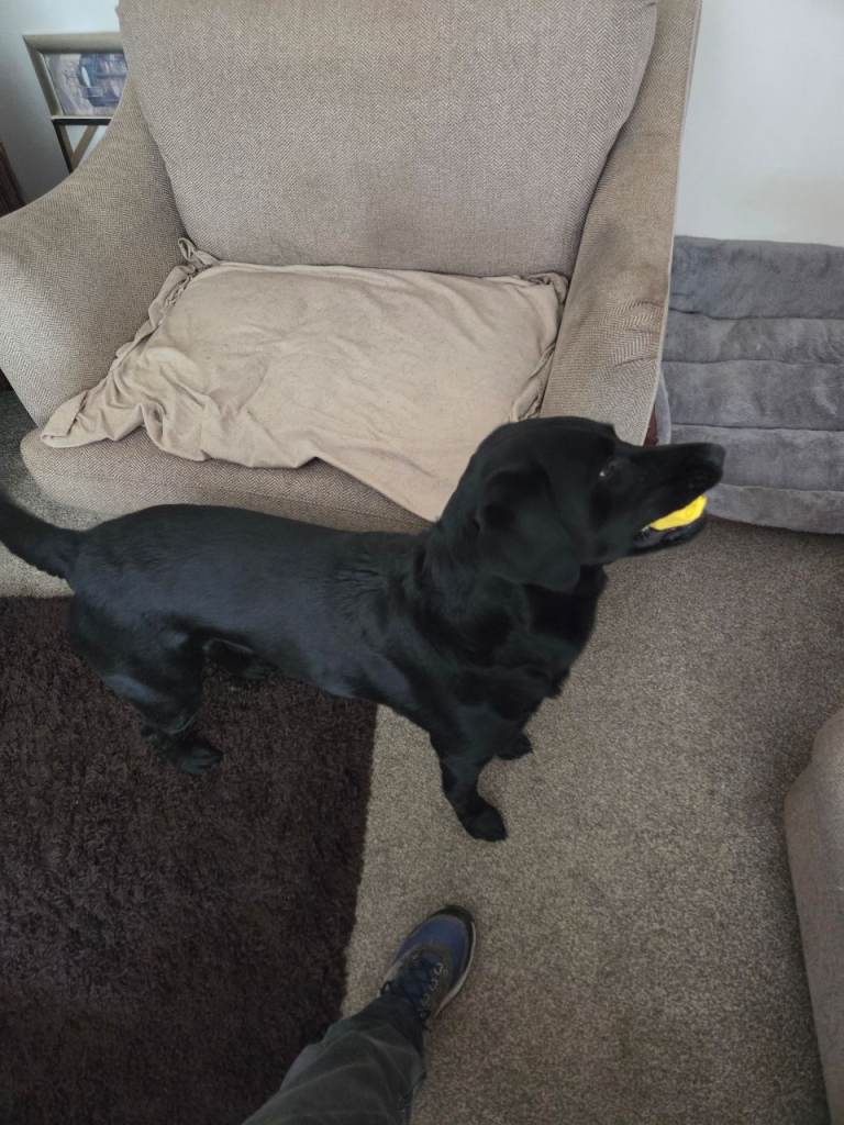 Lab/Retriever( Now REHOMED)