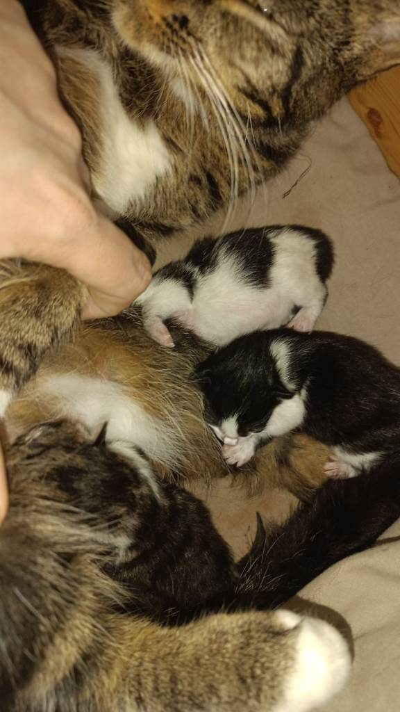 7 kittens available 