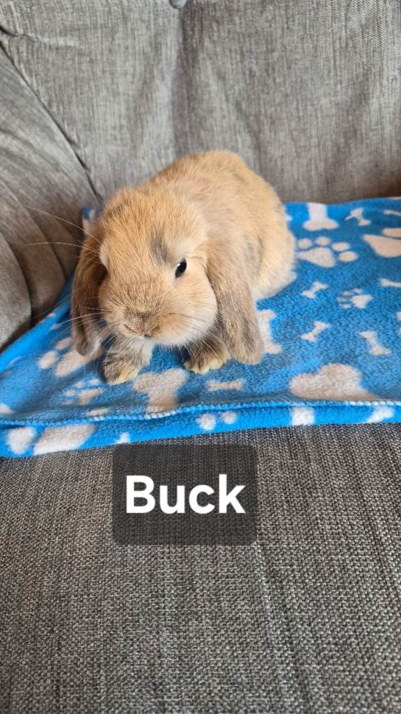 Mini lop
