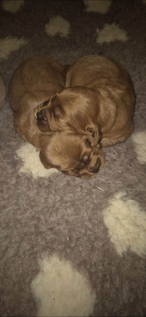 F1 SHOW COCKERPOOS EXTENSIVELY HEALTH TESTED 