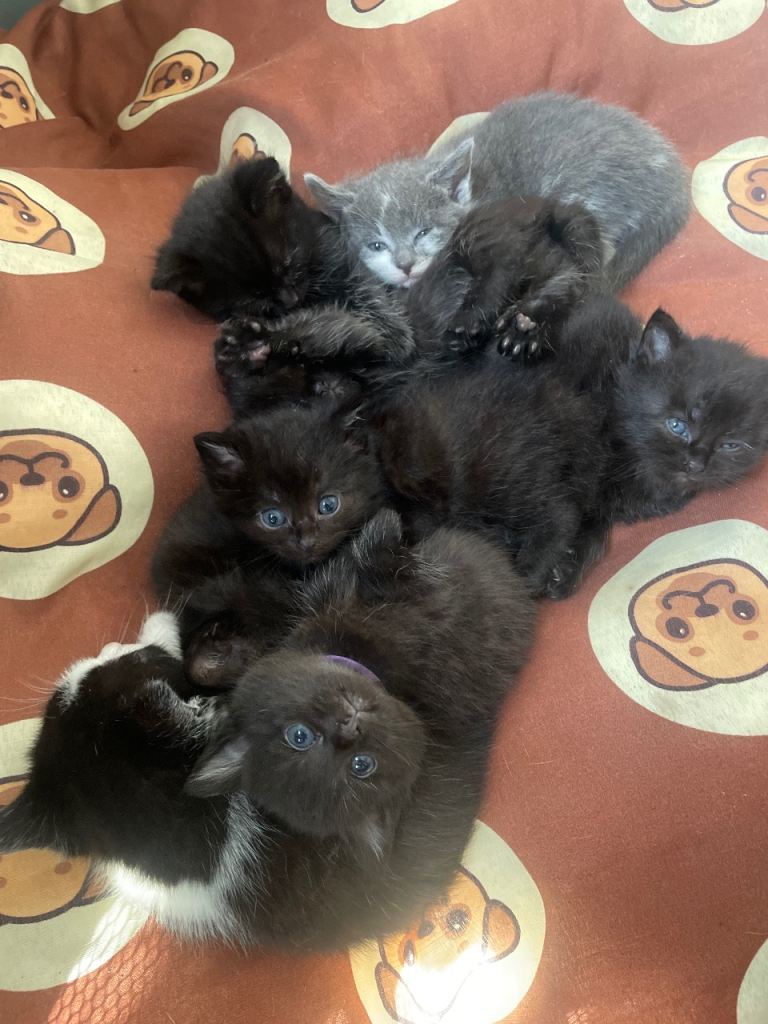Beautiful Tuxedo & part Siamese kittens 4 LEFT! 