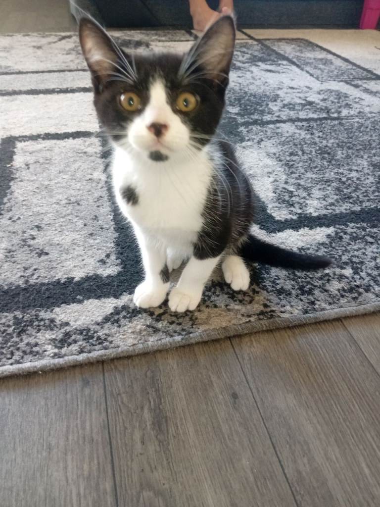 Female Tibetan Kittens ready for new home 