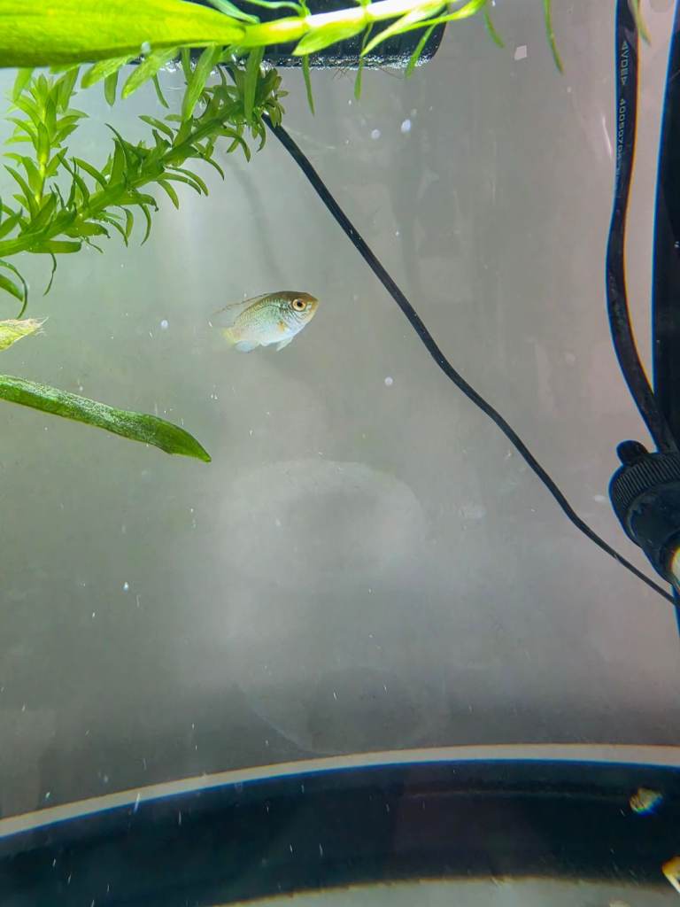 Electric Blue Acaras