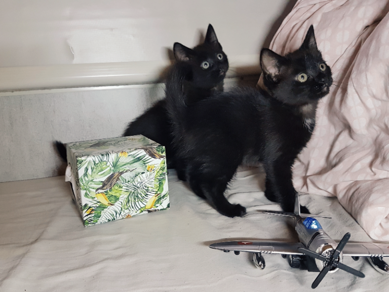 Adorable Maine-Coone/Bombay Mix Kittens (1 left)
