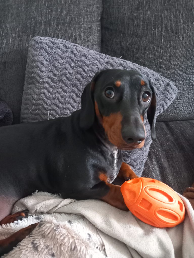 KC Black and tan male mini dachshund 