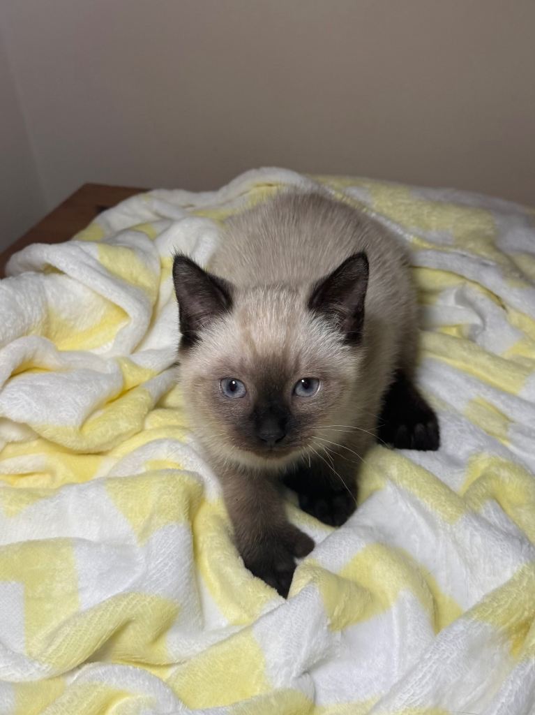 Beautiful Ragdoll Mix Kittens- Ready for forever homes!🐾💓