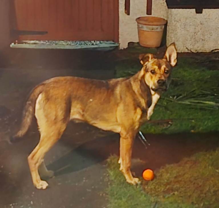 7 month old Belgium Mallionois X