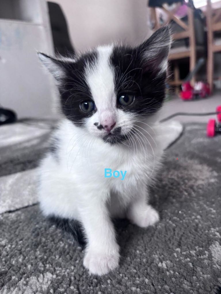 Kittens