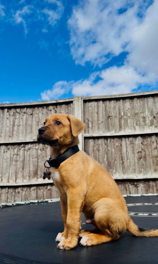 5-Month-Old Male Staffy Puppy – Rio – Friendly & Healthy (IG3)