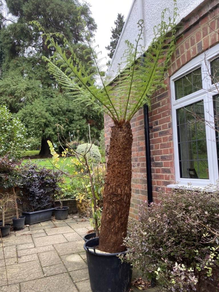 Gorgeous huge Tree Fern