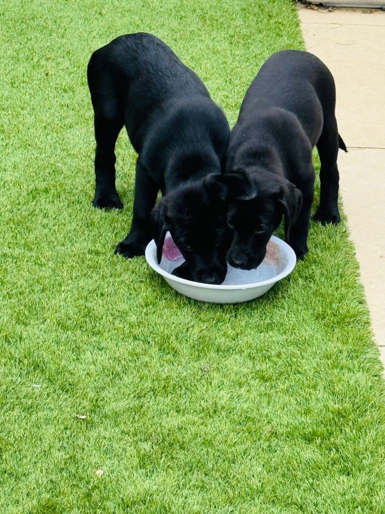 KC registered Labrador puppies