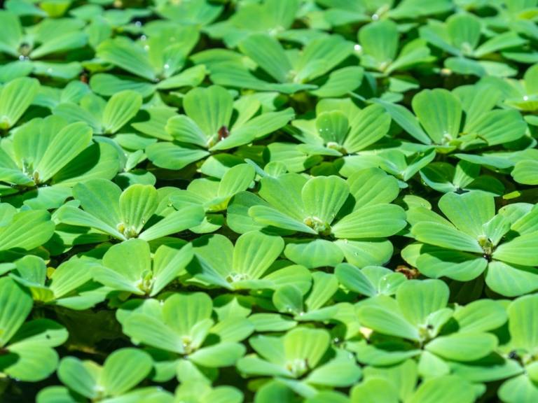 Loads of floating plants