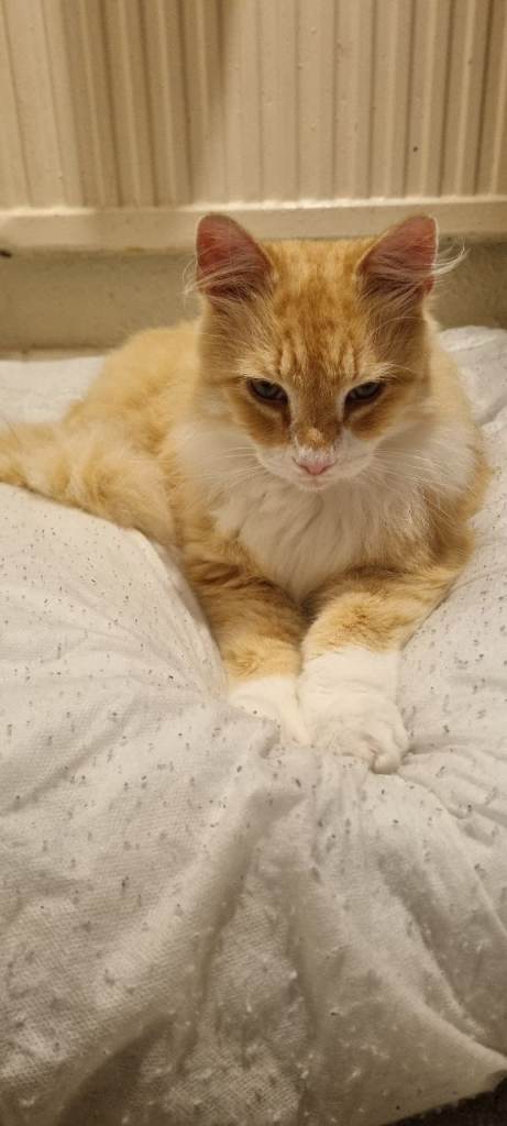 Beautiful female Cat 