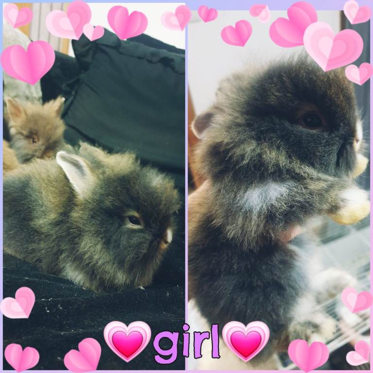  Read to leave last 2 beautiful baby lionhead rabbits  