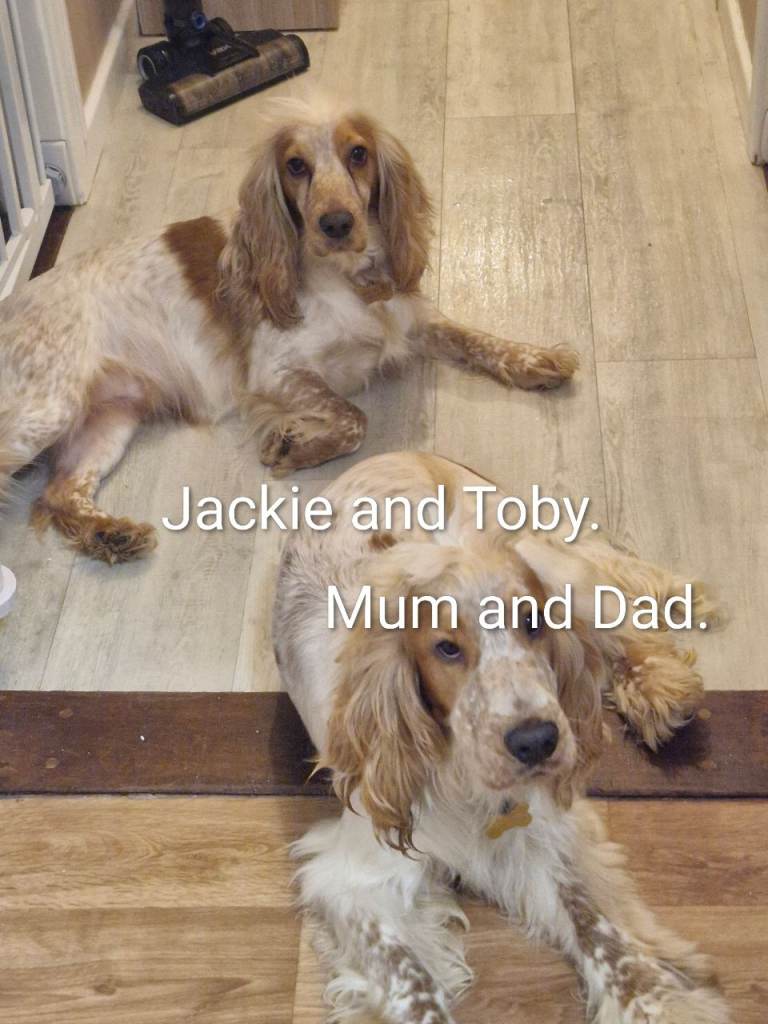 KC registered Orange roan Cocker spaniel puppies. 