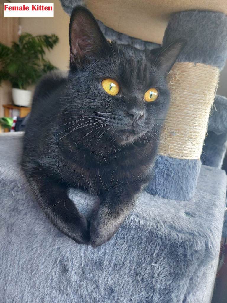 2 kittens are looking for a new home - mom British Shorthair