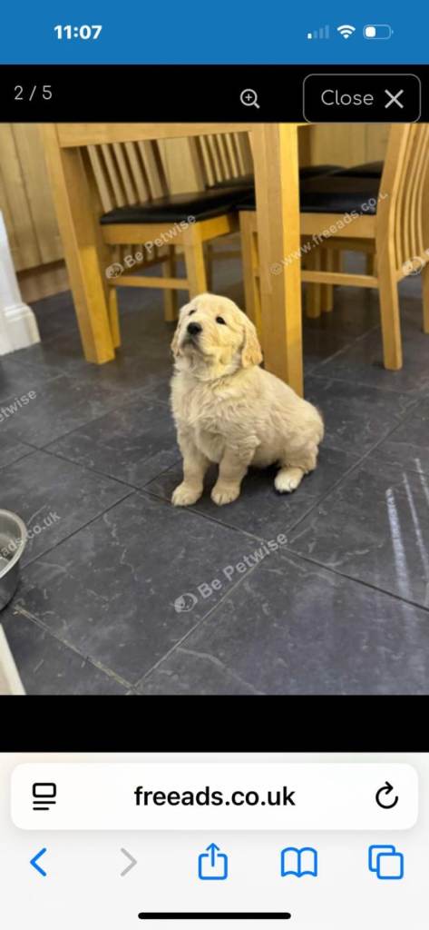 Golden retriever puppies 