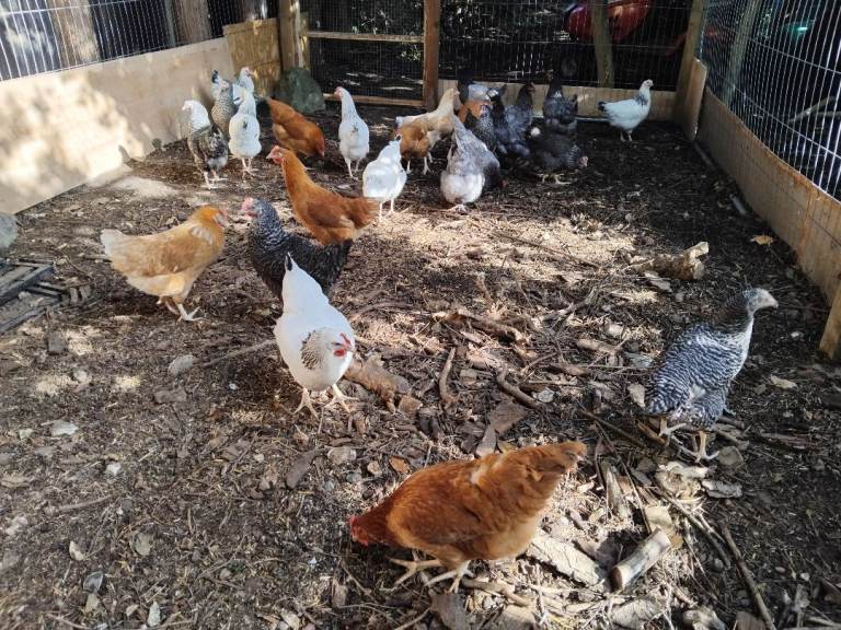 Point of Lay/Laying Chickens for sale