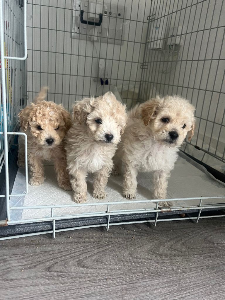 3 beautiful Cavapoo males 