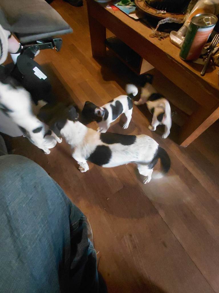 Jack Russell puppies 