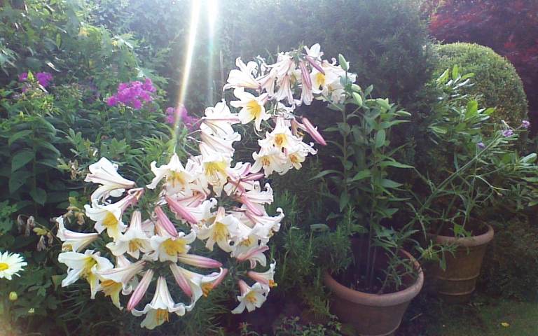 Larkmeadow Gardening Service, Totton and Waterside SO40 area