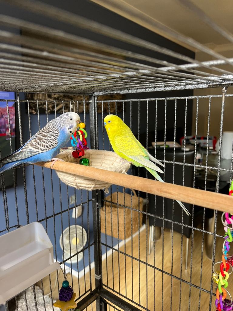 Two beautiful budgies