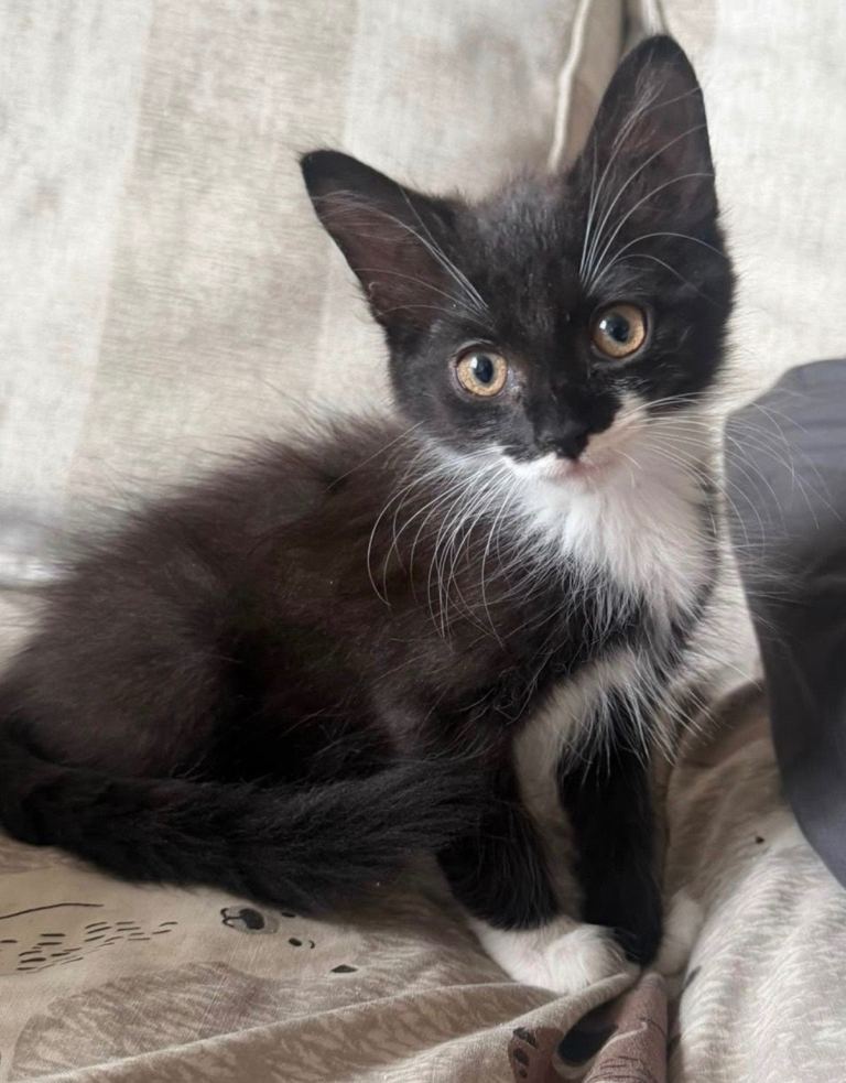Beautiful Male kitten 