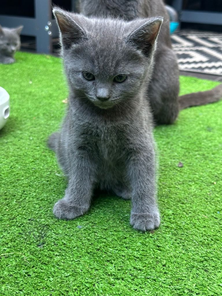 Blue kittens 