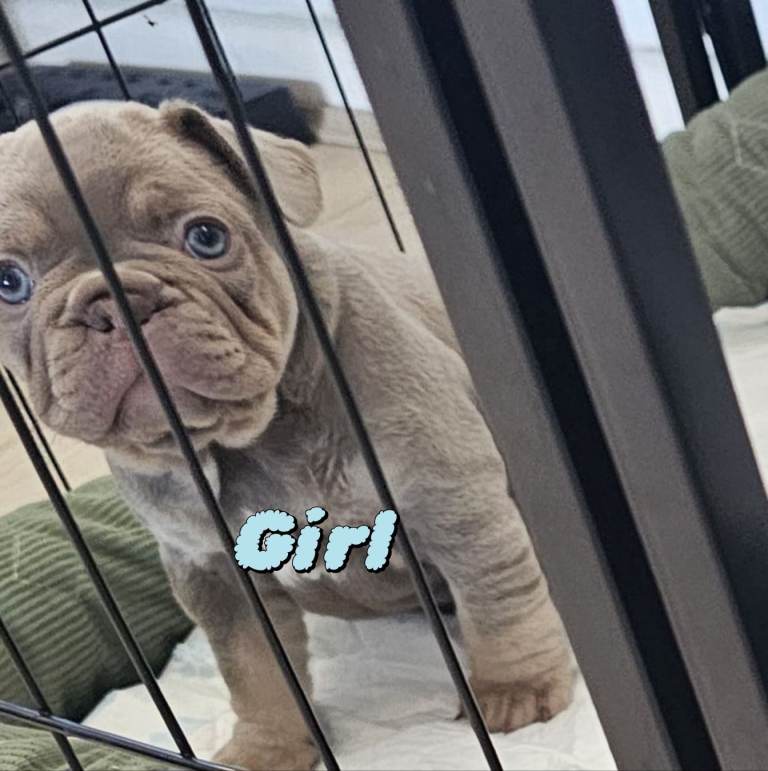 French bulldog puppies