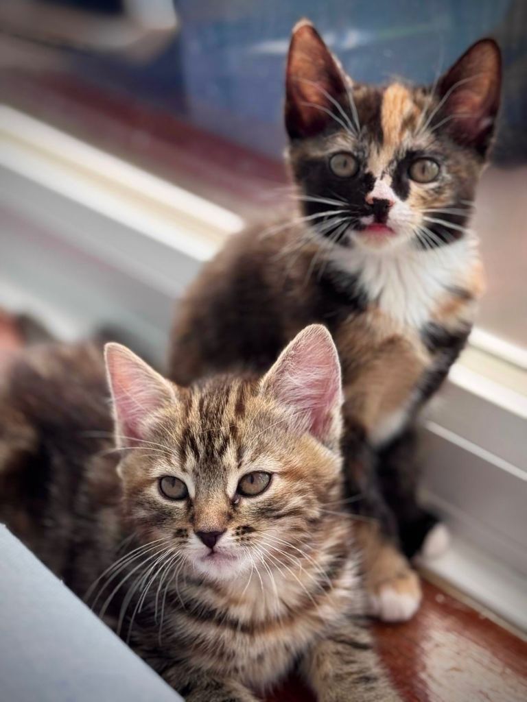 Gorgeous kittens