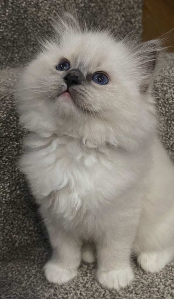 Stunning Purebred Ragdoll kittens - Suoerb Quality 