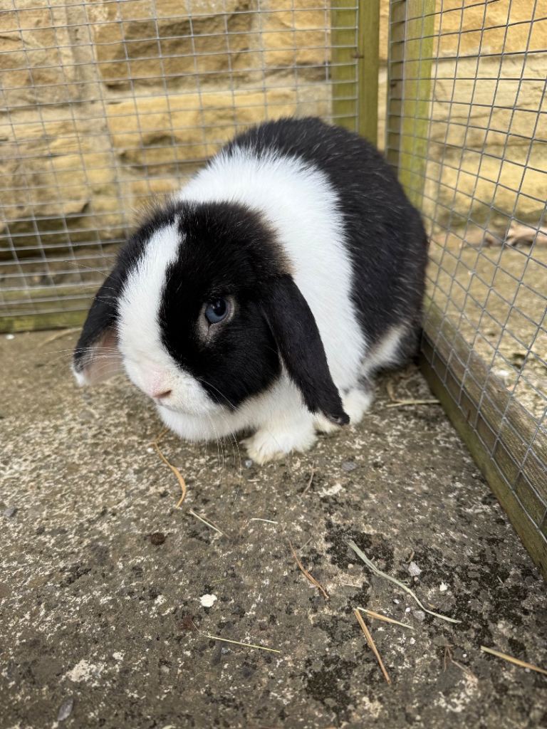Female Mini Lop 