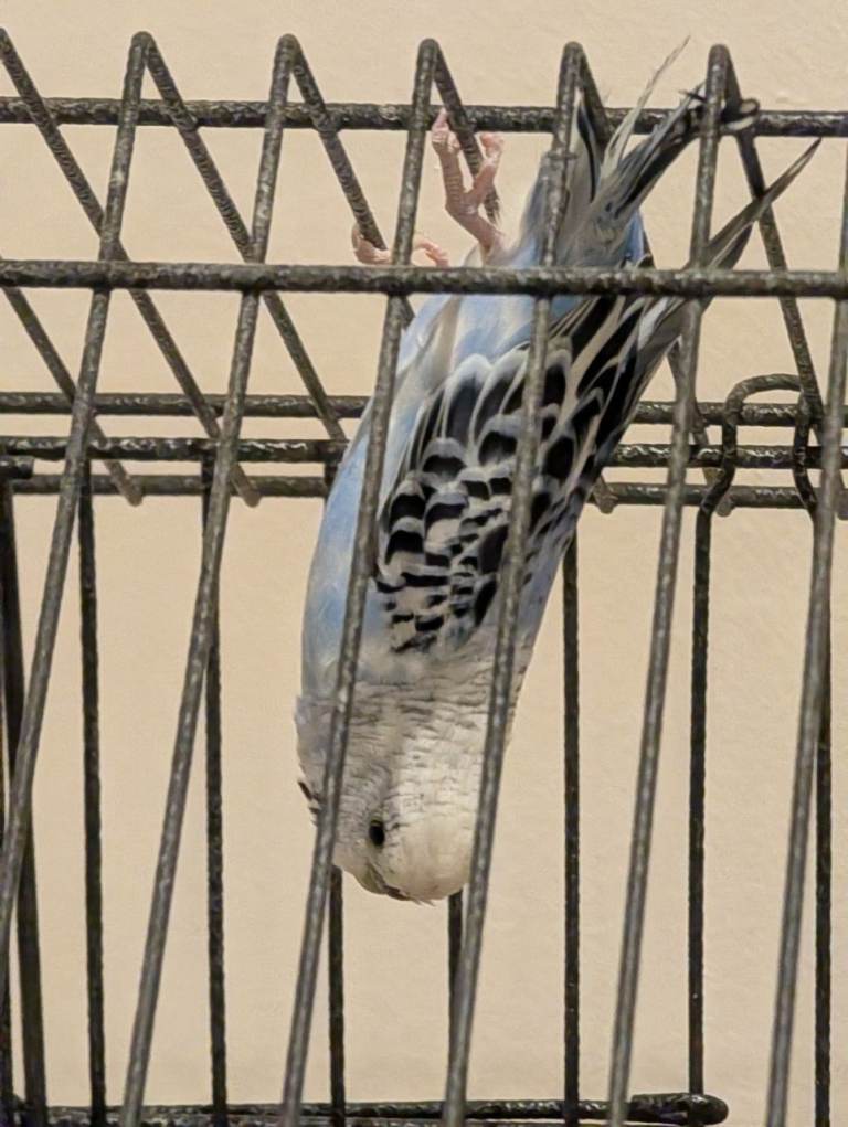 17 months Old Green and Yellow and Blue and White Female Budgies 
