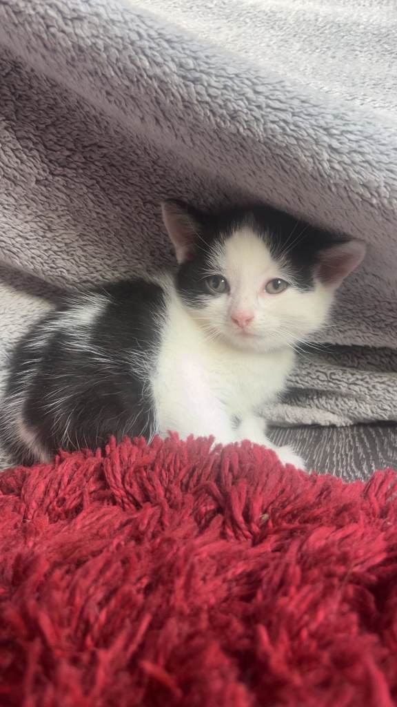 Kittens 
