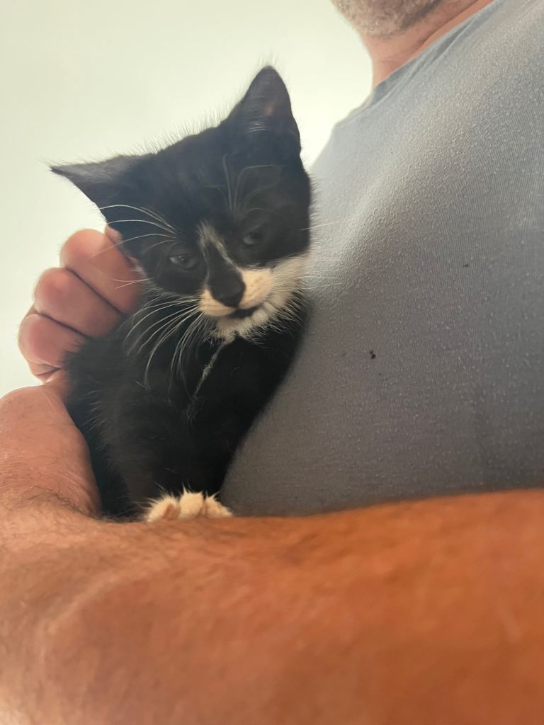 Kittens for sale