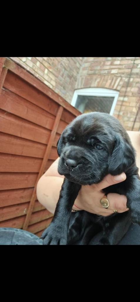 Puppys
