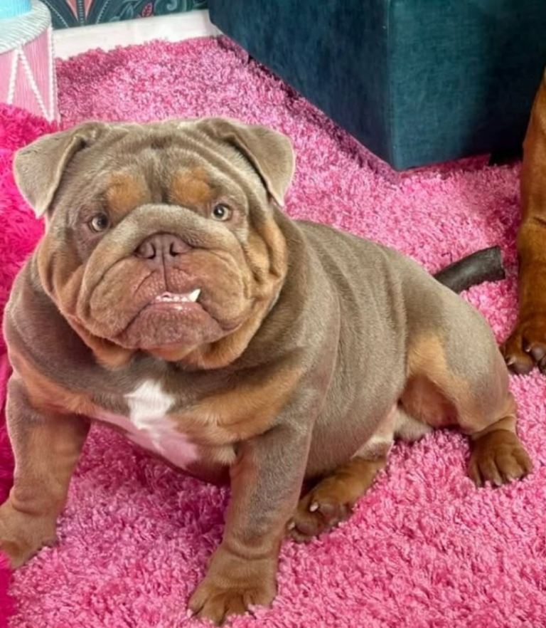 2 year old male intact English bulldog 