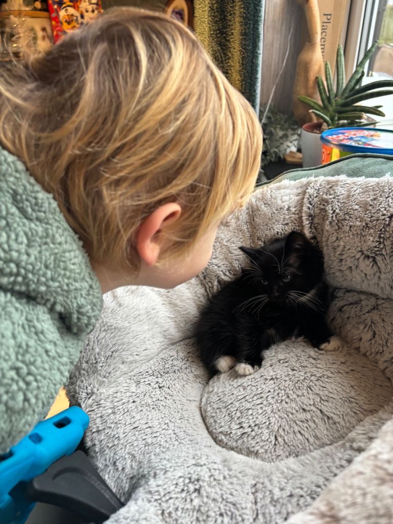 4 beautiful Tuxedo kittens ready for their  new homes